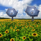 Gigantescos girasoles solares. DL