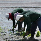 Agricultores filipinos plantan arroz al sur de Manila.