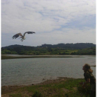 El águila pescadora es liberada por la bióloga del Fapas, Doriana Pando, tras anillarla y pesarla. LUCÍA MORÁN / ISOLINA CUELI