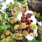 ‘Pañando’ castañas entre la nieve.