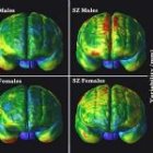 El primer mapa del cerebro completo estará terminado para el 2005