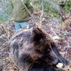 Imagen de la osa muerta en un lazo en Fornela. JCYL