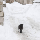 U perro entre la nieve en la zona de La Uña, donde se necesitan cadenas