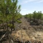 La zona del Teleno que sufrió el incendio en 1998 está siendo reforestada con pinos