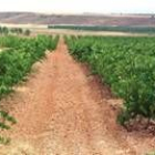 Viñedo de la DO Tierra de León, situado en un paraje de Gordoncillo