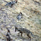 Ejemplares de lobos de una manada en su hábitat en las montañas de Riaño.