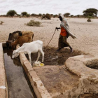 Un hombre da de beber agua a su ganado en una pequeña fuente de Elhado, al noreste de Kenia.