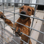 La Diputación recogió el año pasado 161 perros abandonados en la provincia. ANA F. BARREDO