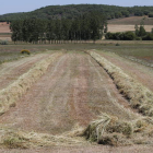 Alfalfa y otras hierbas segadas en una finca de la provincia de León. JESÚS F. SALVADORES