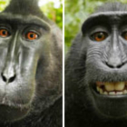 Autofotos de los macacos en Indonesia.