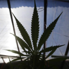 Una planta de marihuana