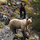 Una osa con su cría en los montes del Alto Sil, zona por la que se mueven los ocho ejemplares.