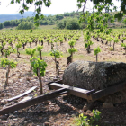 El Llano, cuya plantación fue registrada en el año 1905, es sin duda alguna una de las viñas más envidiables del Bierzo vitícola. BYVM/DL