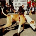 En la imagen, un pitbull durante una manifestación para exigir la regularización de estos ejemplares
