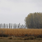 La imagen recoge la continuidad de plantaciones de maíz, lúpulo y chopos en el Órbigo. JESÚS F. SALVADORES