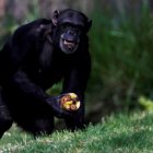 Un chimpancé come helado de fruta en el zoológico La Aurora en Ciudad de Guatemala. ESTEBAN BIBA