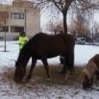 El caballo y el pony, pastando tranquilamente cerca del ayuntamiento