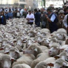 Las obras en Madrid también afectaron a las ovejas, que tuvieron que acortar trayecto