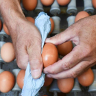 Un operario limpia un huevo en una granja suiza.