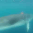 Una diminuta cámara colocada por primera vez en el cuerpo de una ballena escurridiza poco estudiada, muestra cómo se alimenta.