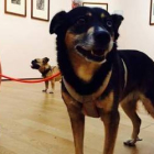 Un perro en el museo berlinés