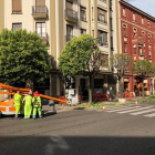 Poda de árboles en pleno julio en la avenida Gran Vía de San Marcos.