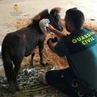 Un guardia civil junto al poni. DL