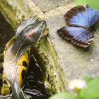 Un galápago de Florida, una de las mayores especies invasoras, se acerca a un ejemplar de mariposa.