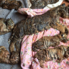 Algunos de los 40 cadáveres de crías de tigre encontradas por la policía tailandesa en un templo budista.