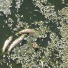 Alevines y peces de gran tamaño flotan muertos junto a la presa del embalse de la tabla