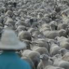 Un rebaño de ovejas en una vereda camino de los pastos