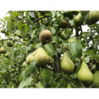 Frutales de pera conferencia en Carracedelo, en una imagen de archivo. L. DE LA MATA