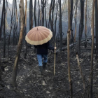 Un hombre camina por un bosque de eucaliptos calcinado en la provincia de Pontevedra