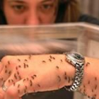 Una investigadora de la Universidad de Florida sostiene en su mano un enjambre de mosquitos