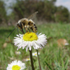 Una abeja se posa sobre una flor. EFE