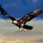 El águila imperial ibérica es una de las aves más amenazadas del mundo y en los 80 casi se extinguió. DL