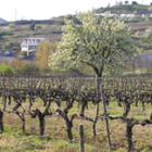 La belleza y privilegiada ubicación del viñedo lo convierten en uno de los atractivos del programa