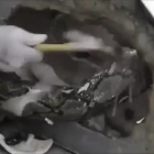 Una serpiente mordió los genitales a un tailandés que estaba sentado en su inodoro.