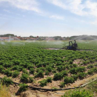 Parcela cultivada siendo regada ayer cerca de Villarnera de la Vega a través de riego por aspersión con motor. A. RODRÍGUEZ