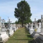 La fosa común se encuentra junto al único pino del cementerio de Boñar
