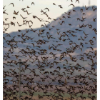 Se trata del catálogo genético más completo de la diversidad de las aves. javier belver