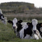La consejería prevé reordenar las unidades veterinarias para ofrecer un mejor servicio.