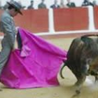 Foto de toros