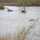 Caudal del Esla ayer, en un tramo del cauce del río a la altura de la localidad leonesa de Cabreros