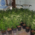 Imagen de las plantas de marihuana
