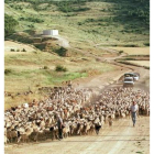 Un rebaño de 1.300 ovejas atravesó ayer la provincia de Palencia