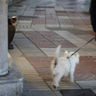 La mendicidad ha proliferado en las calles de León.