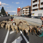 Las ovejas atravesaron un año más la capital en su camino hacia los puertos de Luna y Babia. RAMIRO