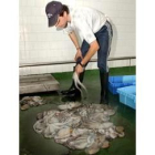 Un pescador limpia las capturas del primer día después del «Prestige»