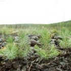 Unos pinos de pequeño tamaño, en el pinar de Tabuyo del Monte en una imagen de archivo